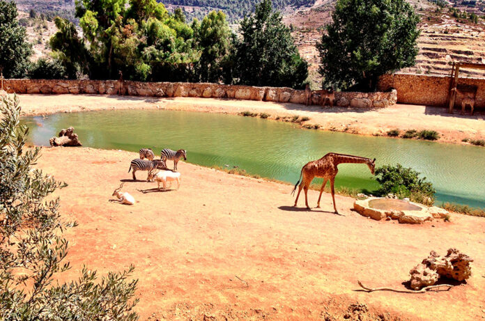 Sud-Àfrica animals