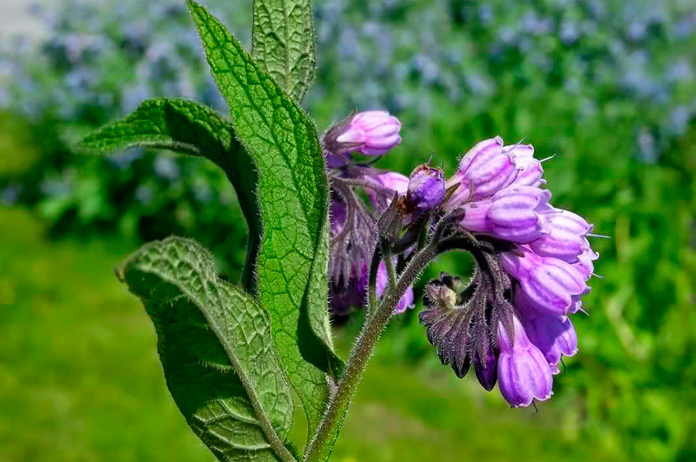 al·lergies consolda