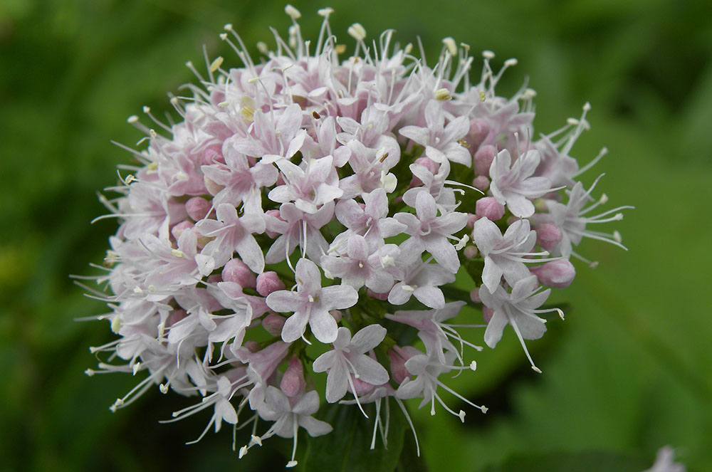 Valeriana remeis