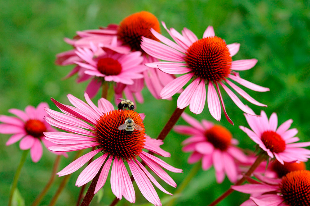 Remeis naturals equinàcia