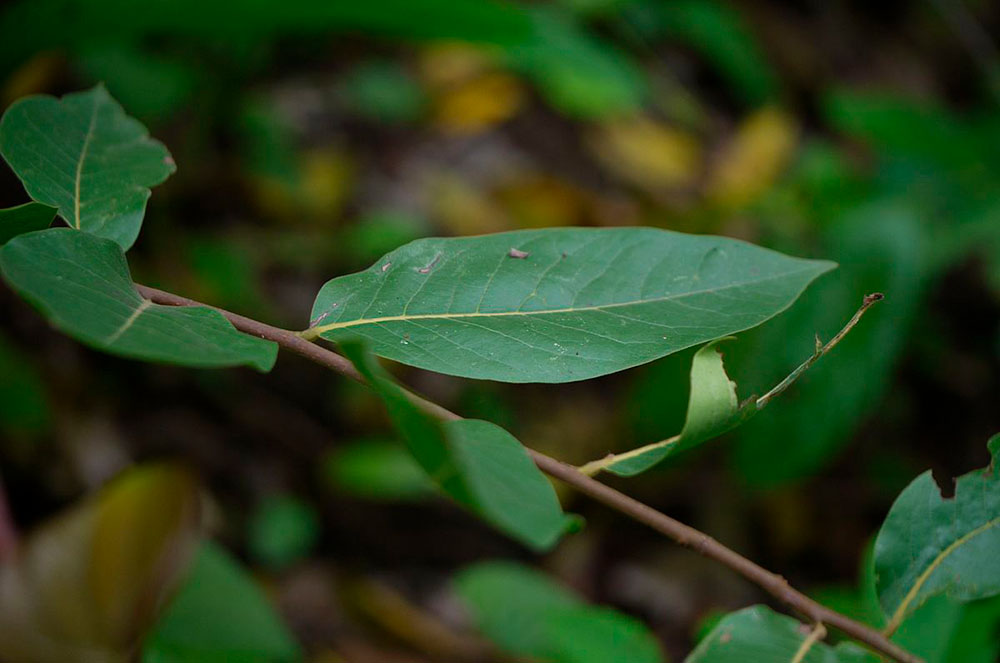 Remeis naturals ungla de gat