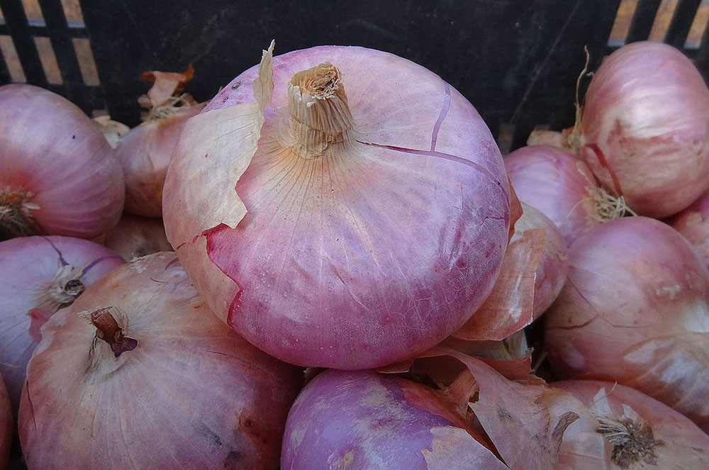 ceba contra les picades de mosquit