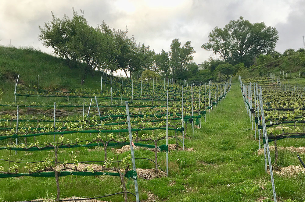 Vinyes del Celler d'Auvinyà