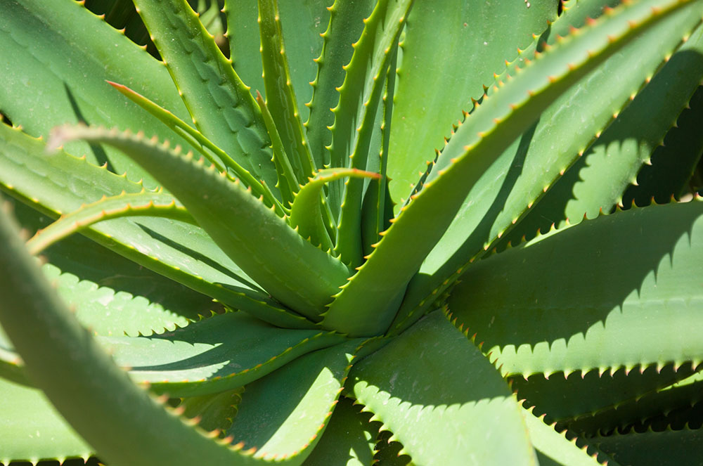 aloe vera contra les picades de mosquit