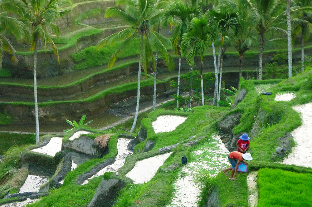 Terrasses d'arròs a Bali