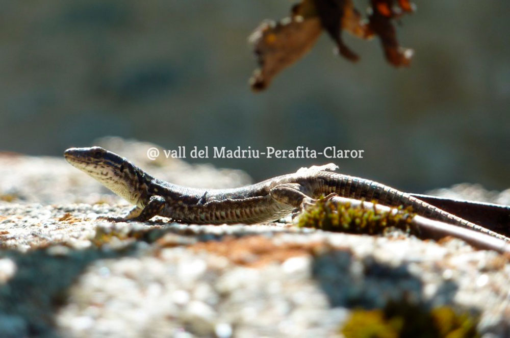 agenda escaldes-engordany madriu perafita claror