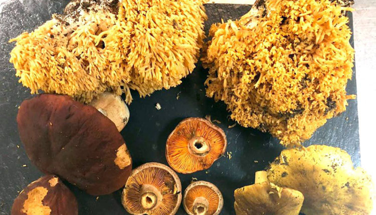 40399069_713940742276136_4023611665965645824_o