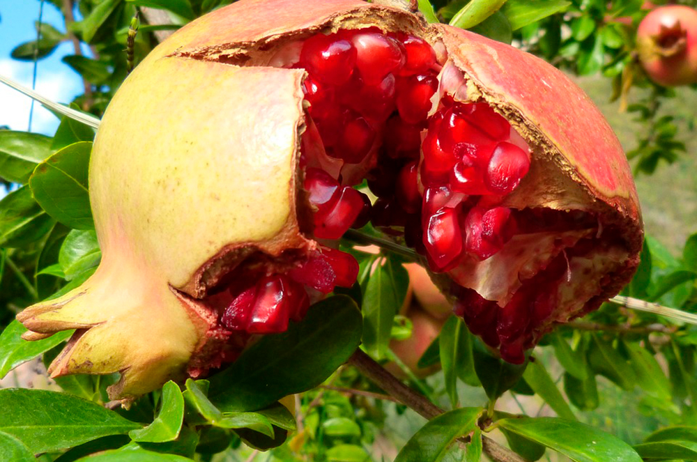 remeis naturals refredats magrana