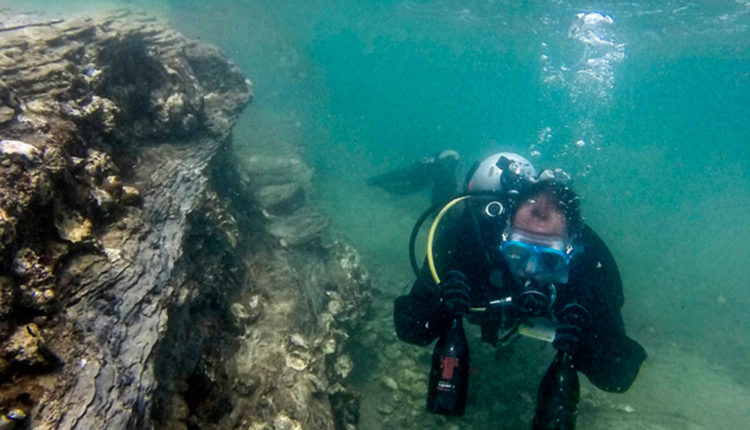 Crusoe Treasure nectarvi