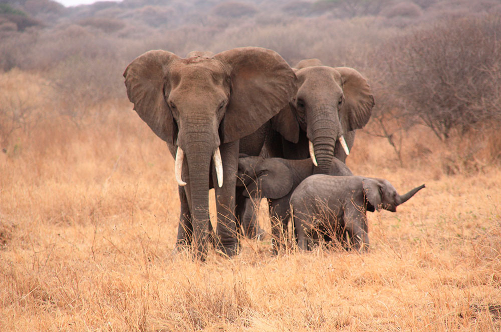 Elefants a Tanzània