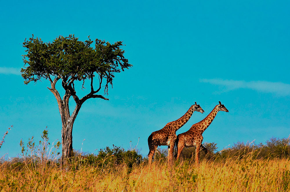 Girafes africanes