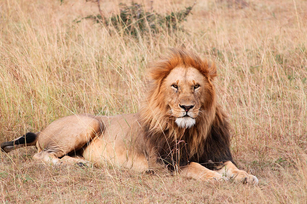 Lleó del Serengeti