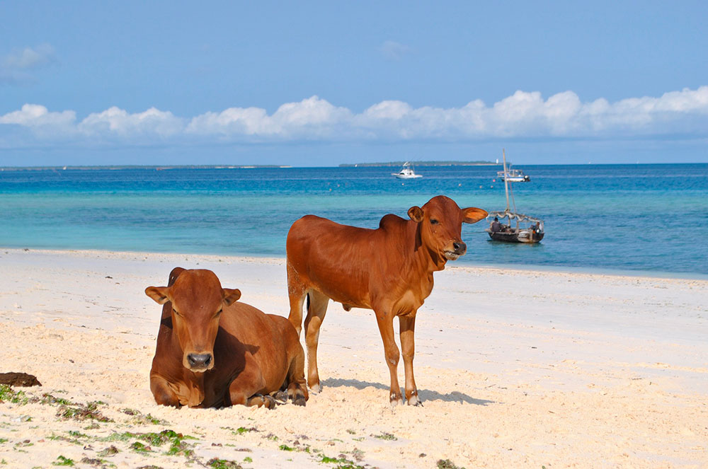 Vaques a Zanzíbar
