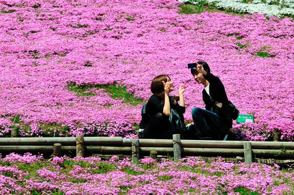 Camp de flors al Japó primavera