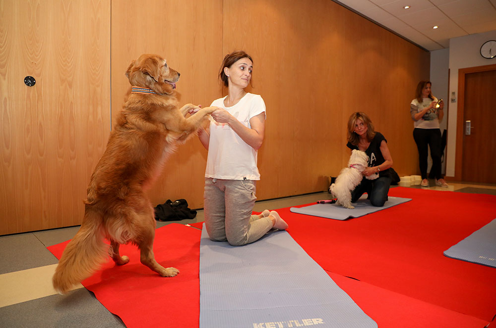 Sessions de Doga per a gossos