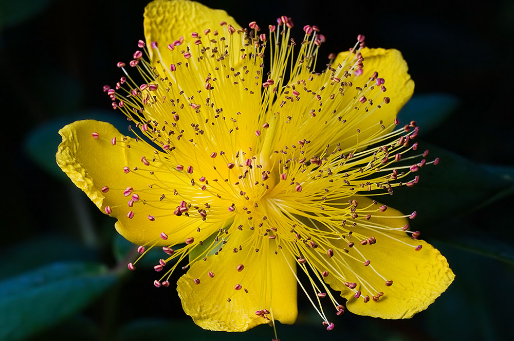 Remeis naturals astènia primaveral hipèric