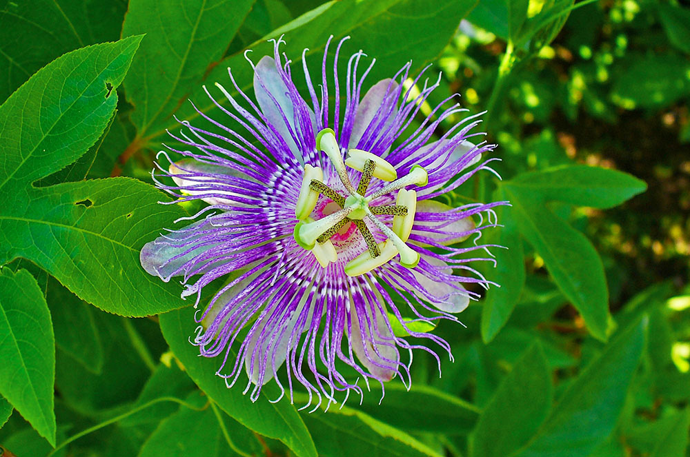 Passiflora