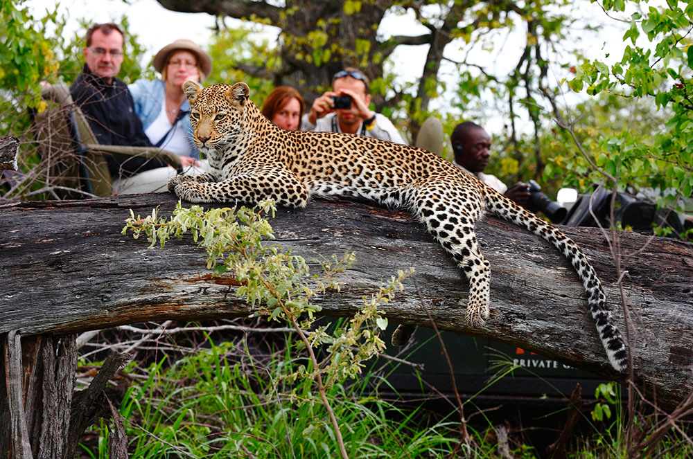 Leopard a safari fotogràfic a Biodiversitat a Sud-Àfrica