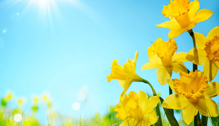 l'al·lèrgia primaveral és principalment causada pel Pol·len