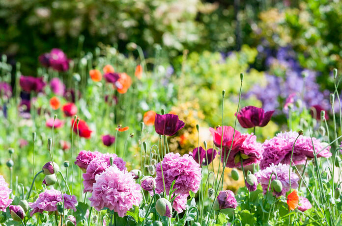 Flors de primavera