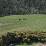 Vaques pasturant en un prat de Llívia