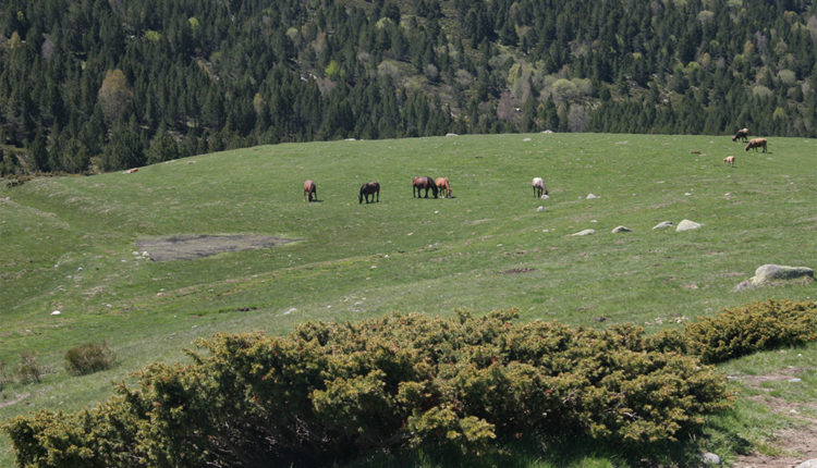 Vaques pasturant en un prat de Llívia