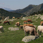 Vaques pasturant en un prat de Llívia