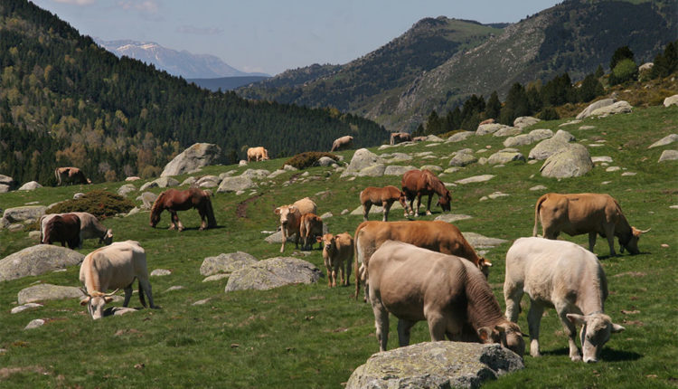Vaques pasturant en un prat de Llívia