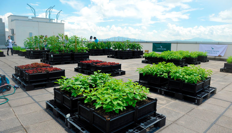 180313103756-20-urban-farms