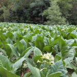 productes de proximitat