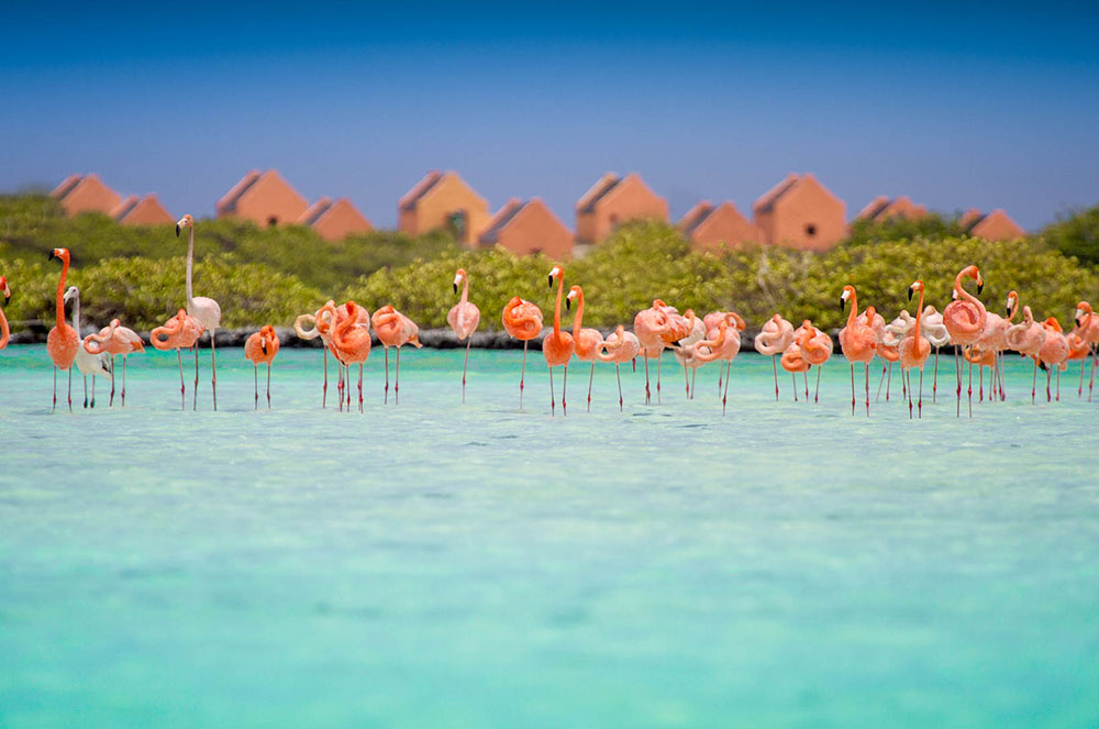 Platja de flamencs a Aruba