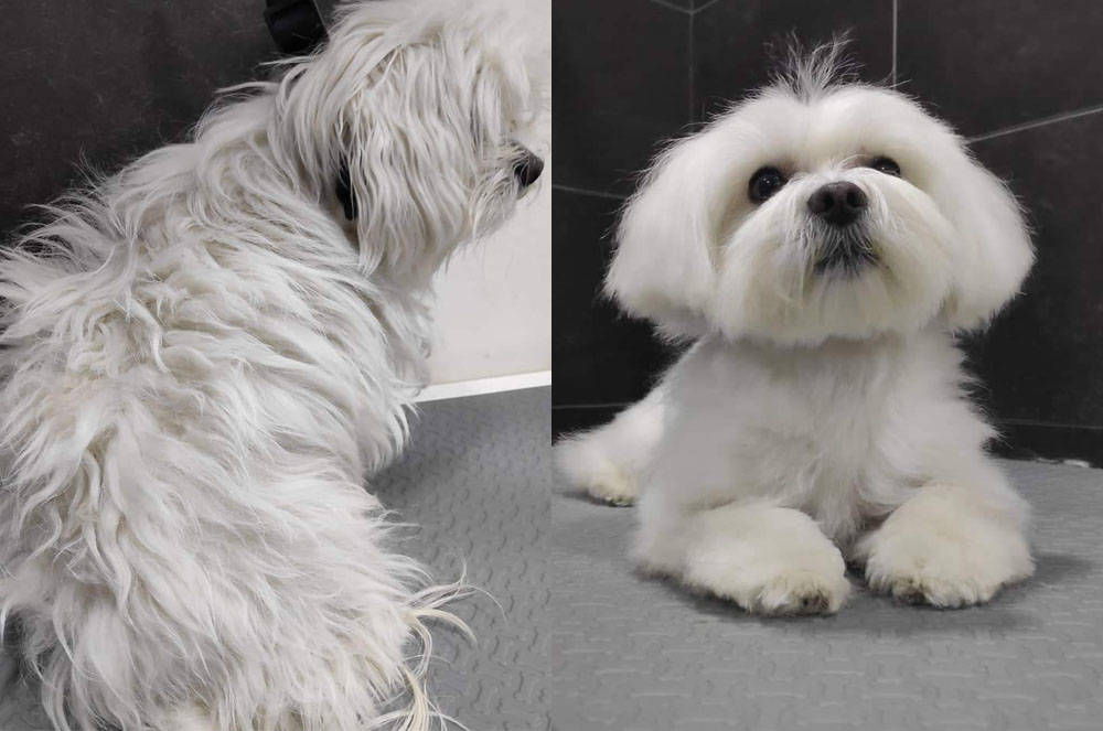 Perruqueria canina by mascota