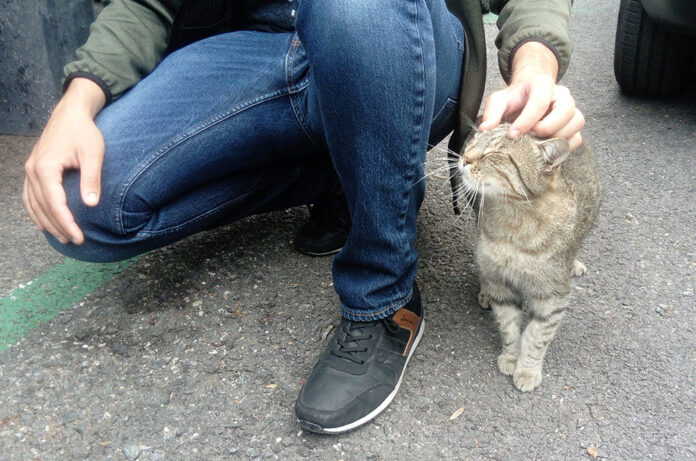 Gats i miau Andorra