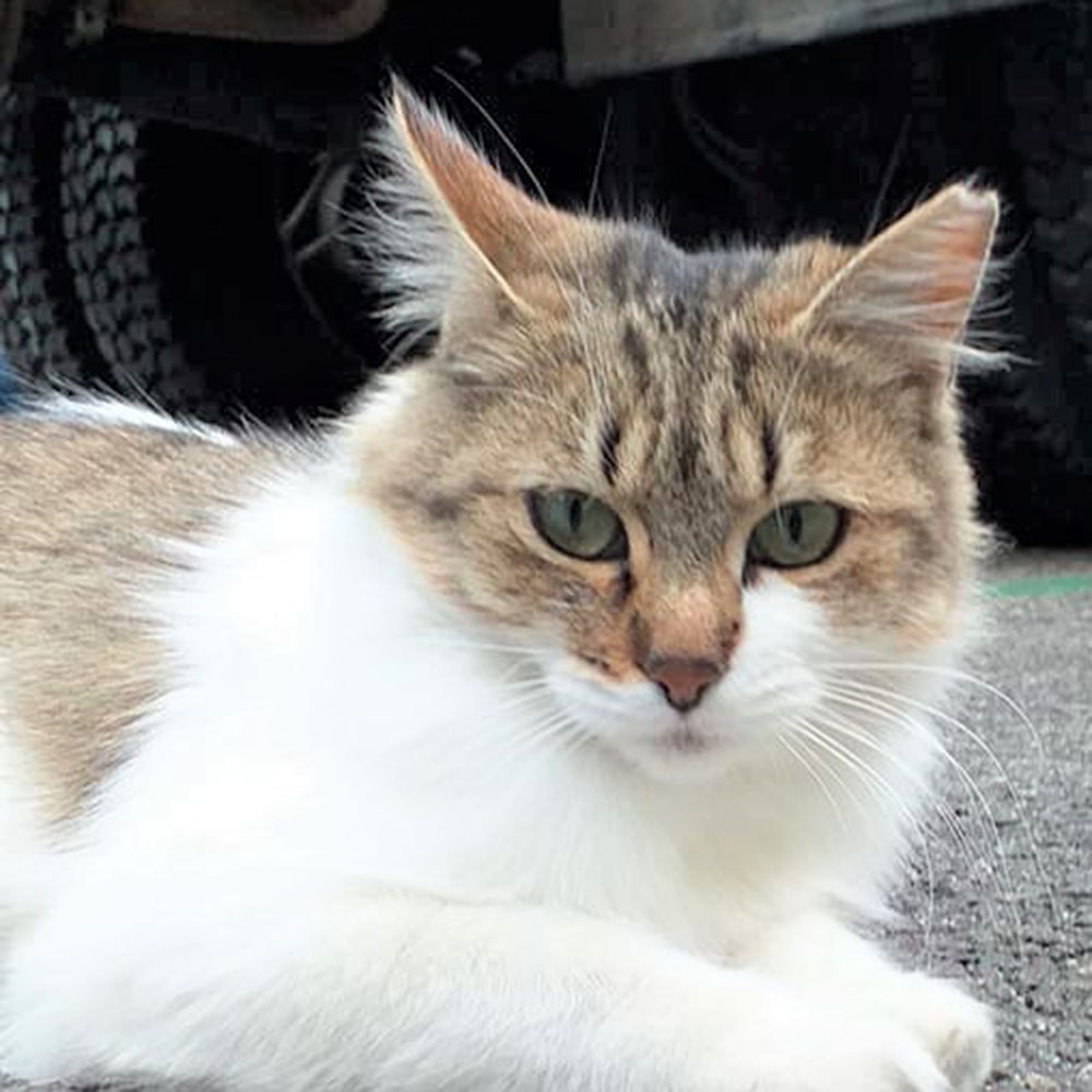 Gata esterilitzada per gats i miau andorra