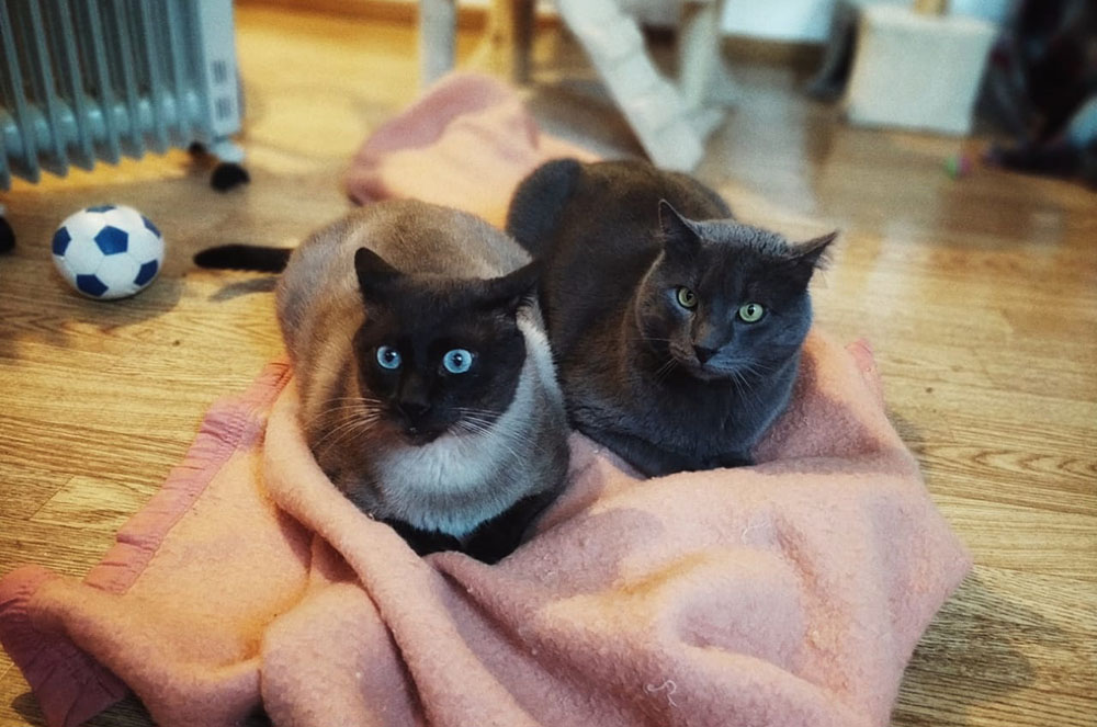 parella de gats de laika