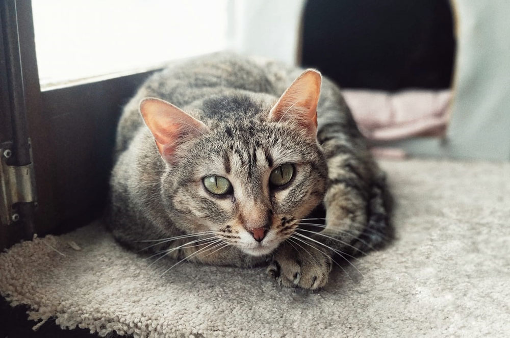 Gats esperen adopció després de la pandèmia