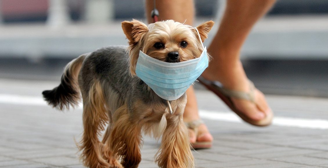 Gos portant una mascareta per fer front al coronavirus
