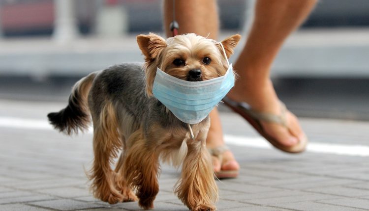 Gos portant una mascareta per fer front al coronavirus