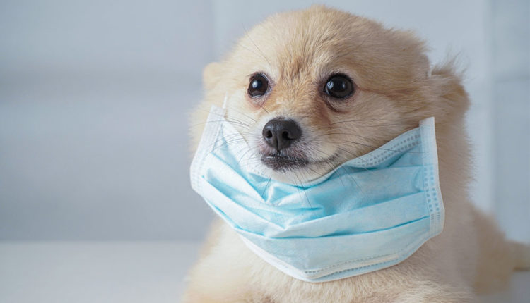 Mascotes amb Covid-19