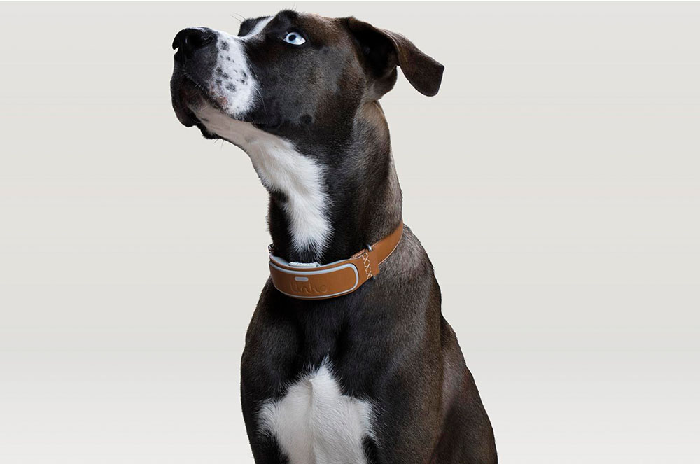 Collar Link AKC per a gossos