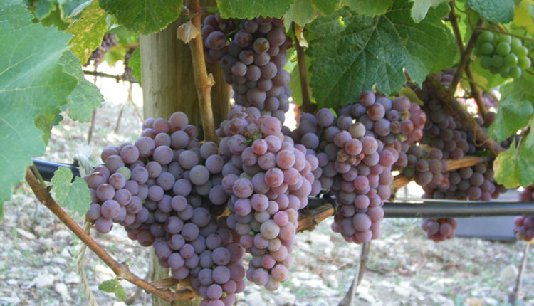 enoturisme-andorra-casa-beal