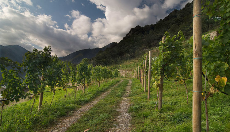 enoturisme-andorra-casa-beal