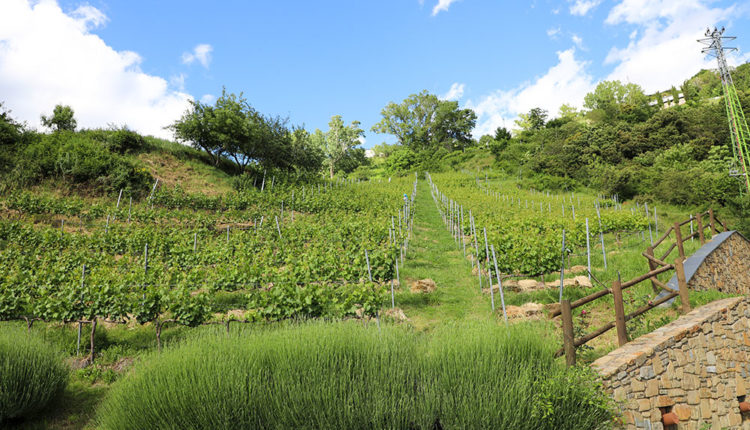 enoturisme-andorra-casa-auvinya