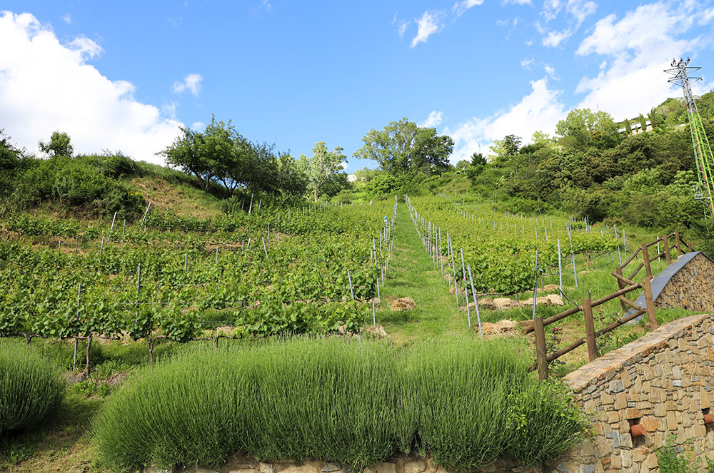 Les vinyes de Casa Auvinyà