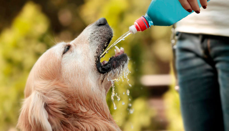 Gos bebent aigua