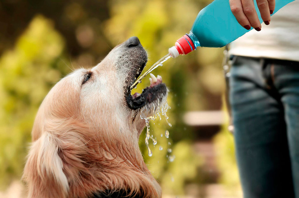 Gos bebent aigua