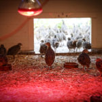 Exemplars de Perdiu Xerra