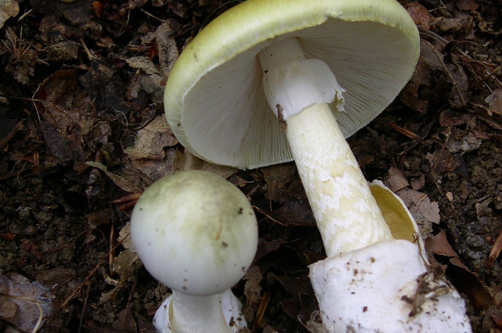 bolet amanita phalloides