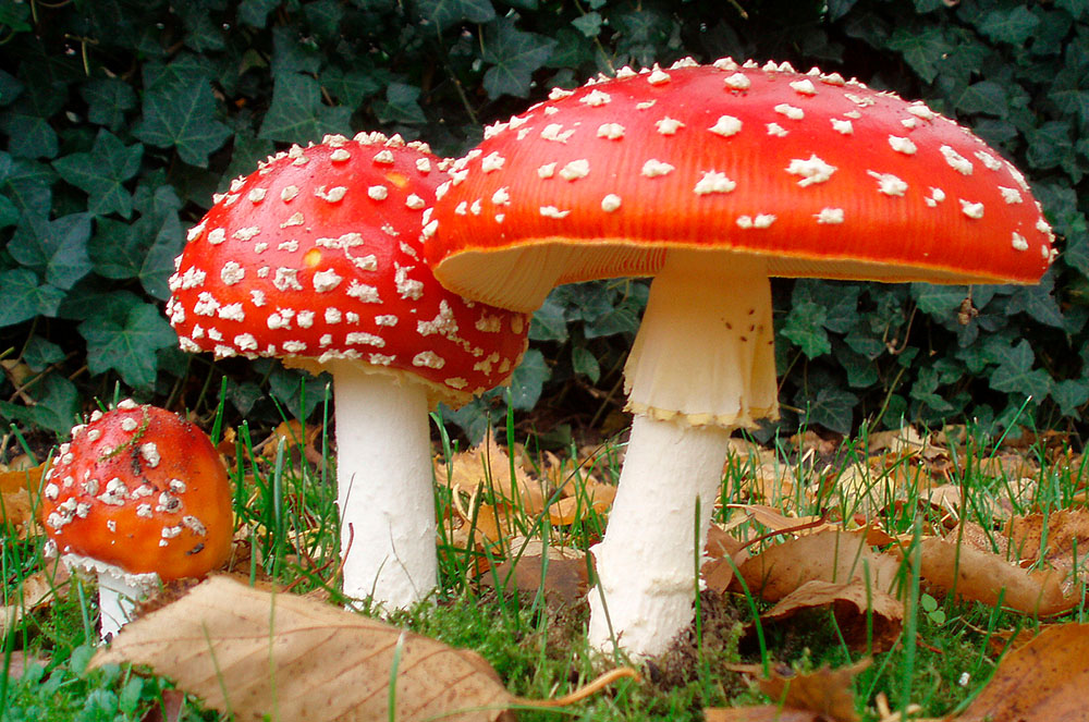 Bolet Amanita Muscaria