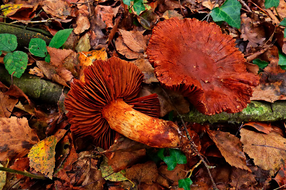 bOLET CORTINARIUS ORELLANUS